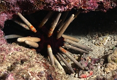 Raja Ampat 2016 - Echinometra mathaei - Rock boring urchin - Oursin crayon - IMG_4513_rc
